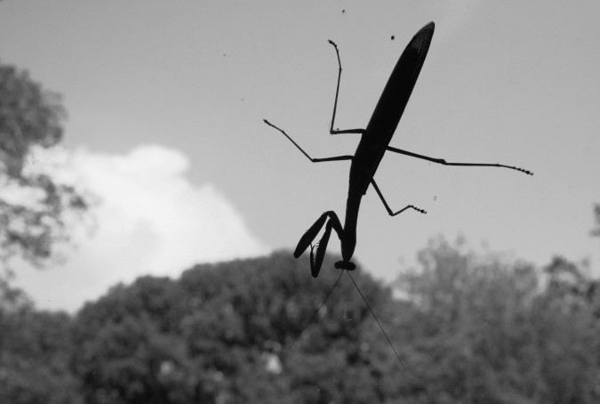 praying mantis (1)