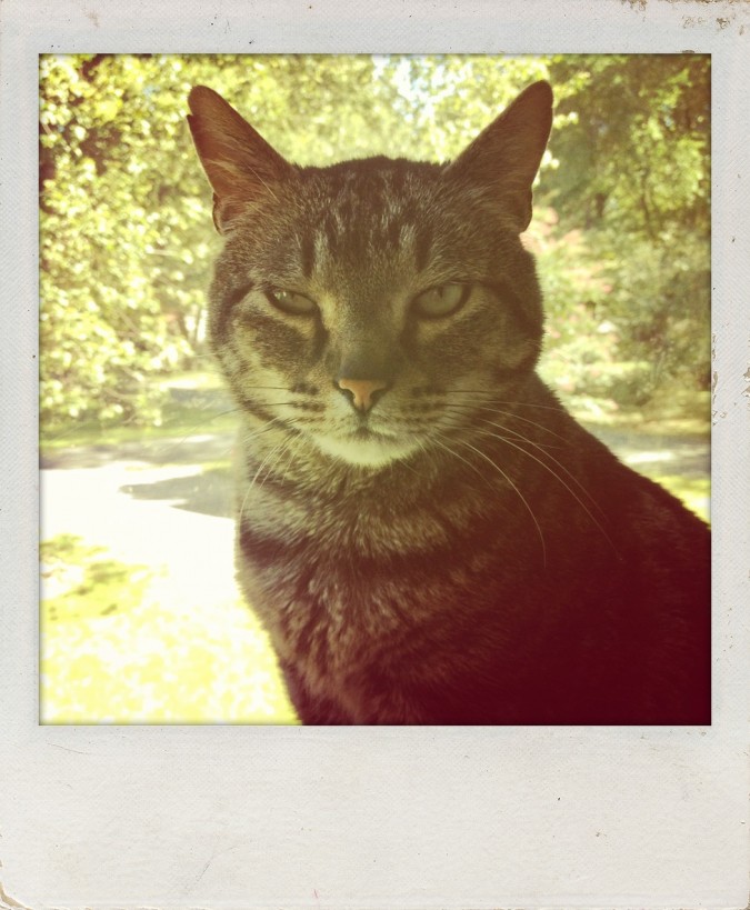 stinky kitty polaroid