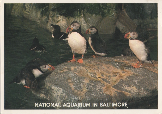 Puffins at baltimore aquarium postcard